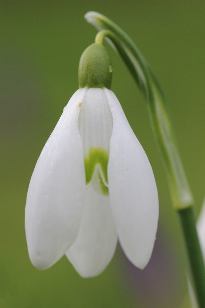 Snowdrop